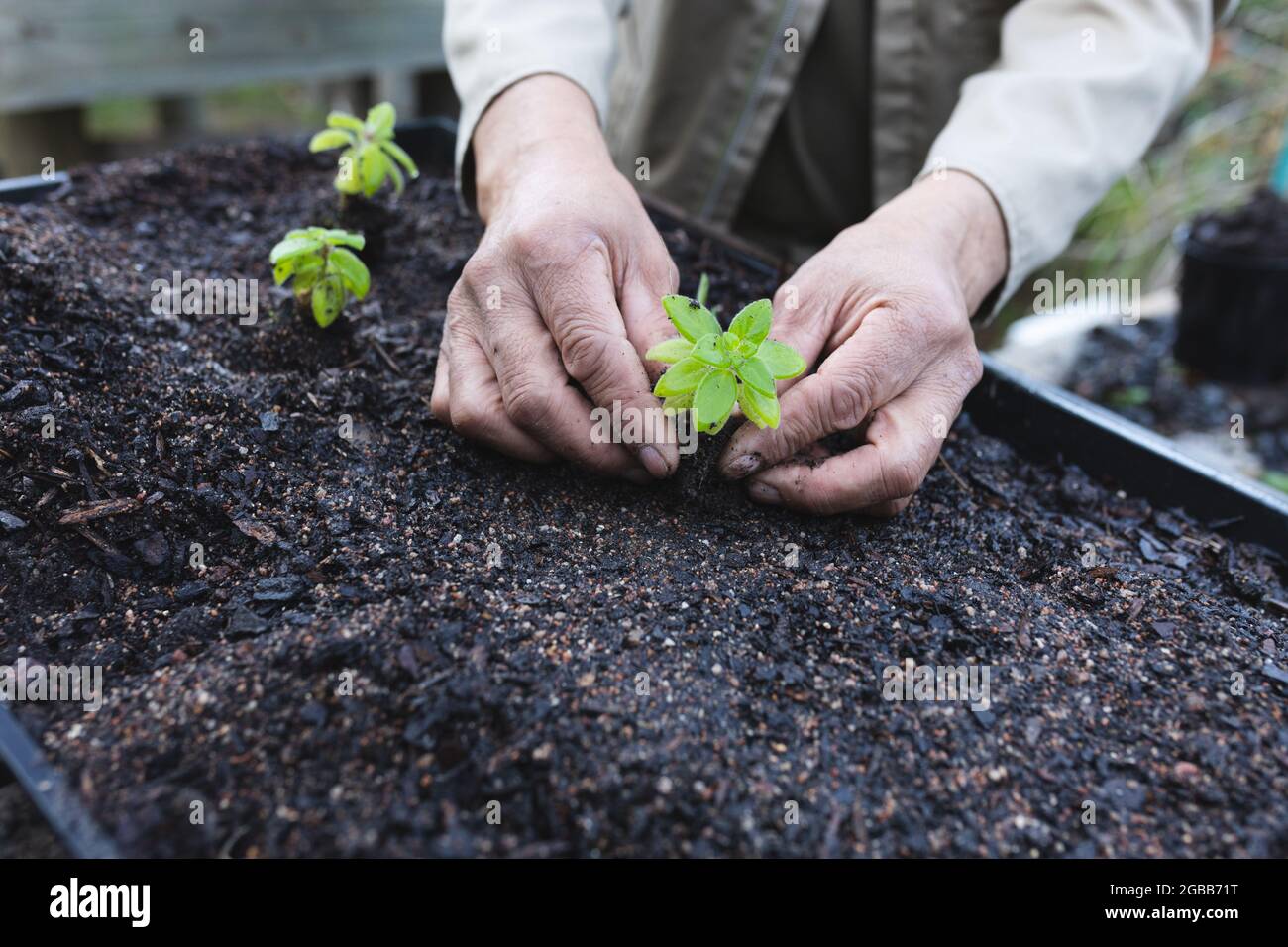 Mano di giardiniere africano americano maschio piantando piantine al centro del giardino Foto Stock