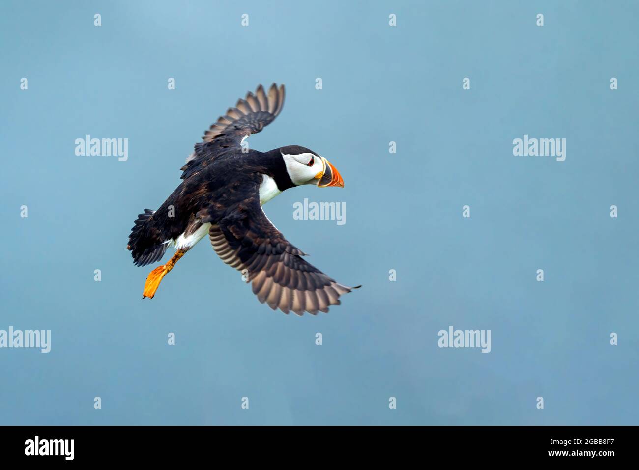 Uccello comune Atlantico Puffin (Fratercola artica) in volo con un cielo blu e spazio di copia, un uccello migrante che può essere trovato volare su Skomer Island Foto Stock