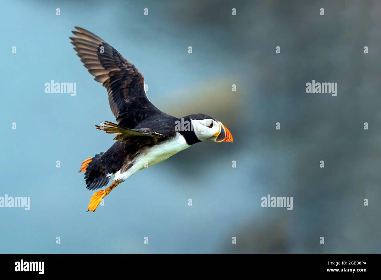 Uccello comune Atlantico Puffin (Fratercola artica) in volo con un cielo blu e spazio di copia, un uccello migrante che può essere trovato volare su Skomer Island Foto Stock