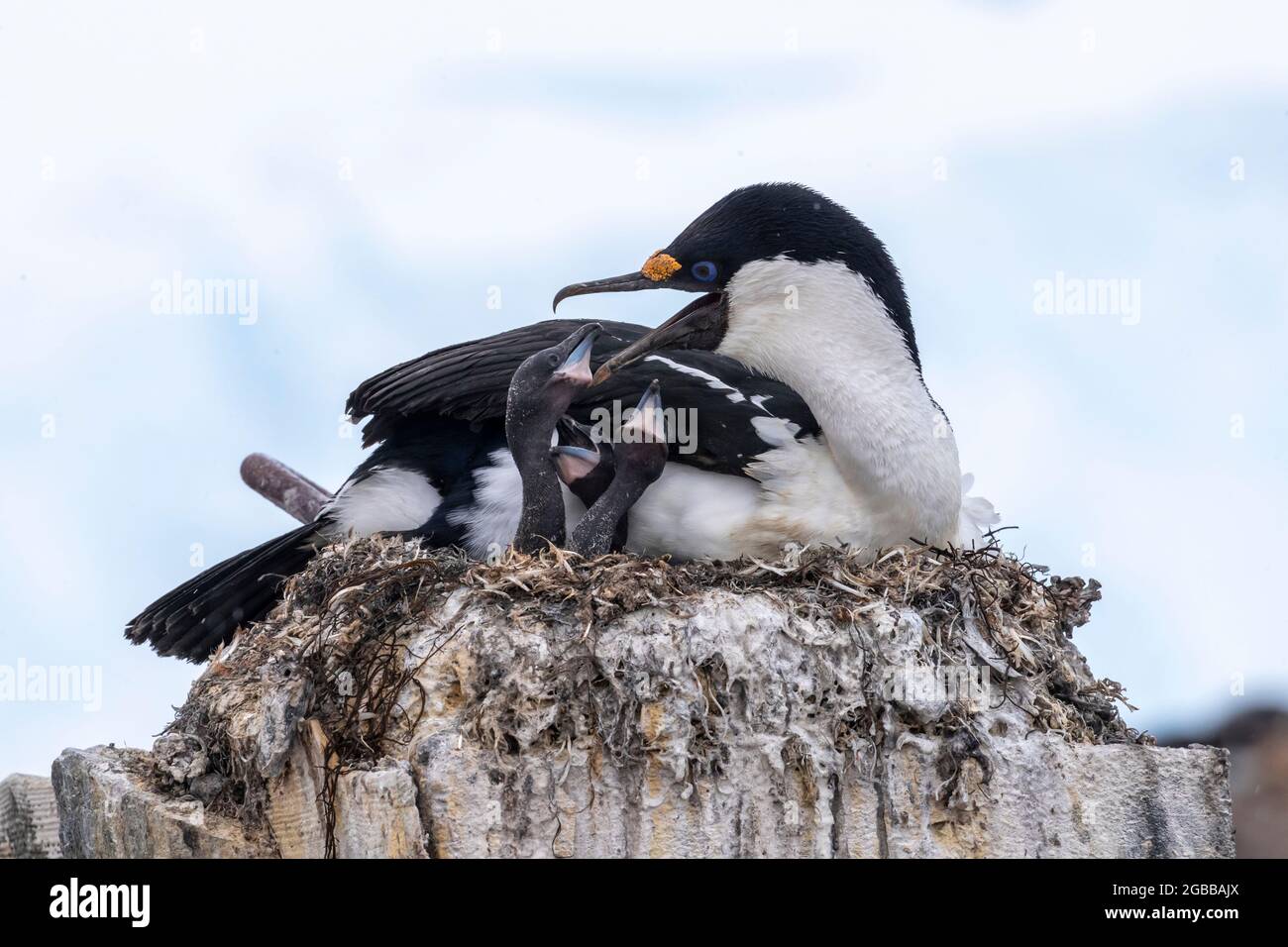 Uno shag antartico adulto (Leucocarbo ransfieldensis), che alimenta pulcini sull'isola di Wiencke, Antartide, regioni polari Foto Stock