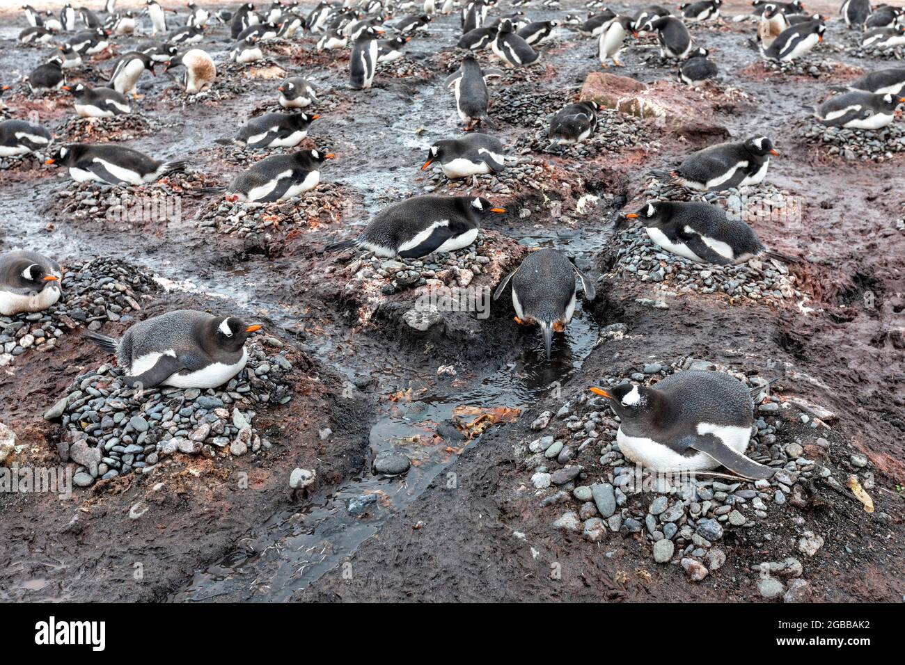 Pinguini gentoo adulti (Pigoscelis papua), sui nidi all'isola di Barrientos, Isole Shetland meridionali, Antartide, regioni polari Foto Stock