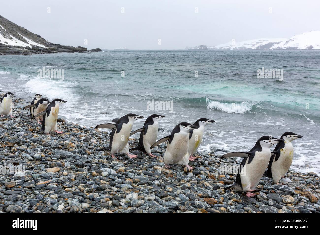 Pinguini Chinstrap (Pigoscelis antarcticus), sulla spiaggia a Coronation Island, Isole Orcadi del Sud, Antartide, regioni polari Foto Stock