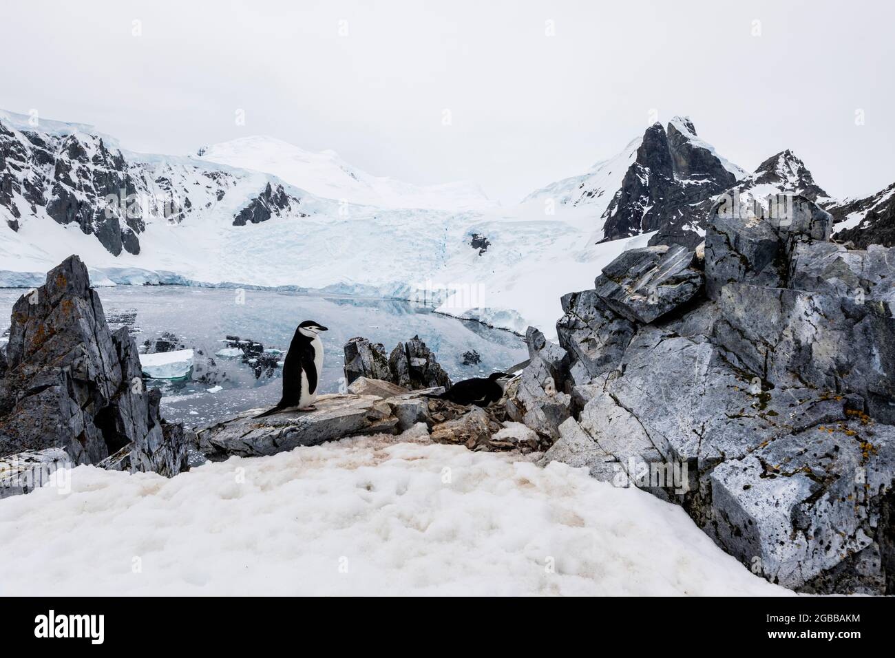Pinguino Chinstrap (Pigoscelis antarcticus), sito di nidificazione in alto sulla collina nel porto di Orne, Antartide, regioni polari Foto Stock