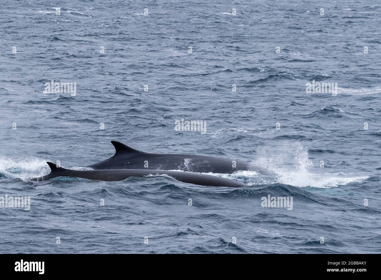 Un paio di balenotteri adulti (Balaenoptera physalus), superfici Off Point Wild, Isola degli Elefanti, Antartide, regioni polari Foto Stock