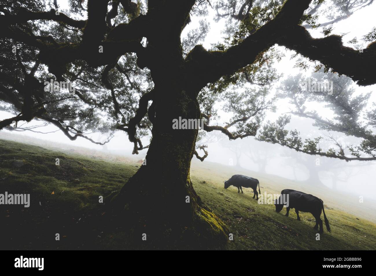 Bestiame che pascolano nella nebbia all'interno dell'antica foresta di Laurissilva di Fanal, isola di Madeira, Portogallo, Atlantico, Europa Foto Stock