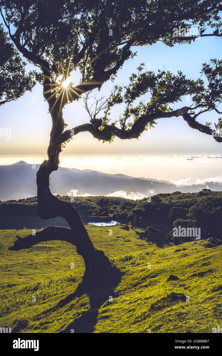 Albero di Laurel illuminato dai raggi del sole al tramonto, foresta di Fanal, isola di Madeira, Portogallo, Atlantico, Europa Foto Stock