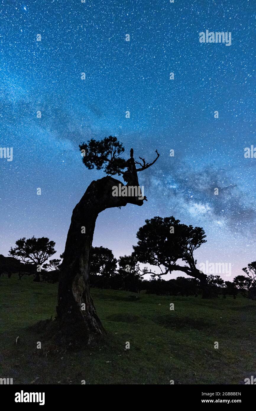 Via Lattea nel cielo notturno sui tronchi di alberi della foresta di Fanal, isola di Madeira, Portogallo, Atlantico, Europa Foto Stock