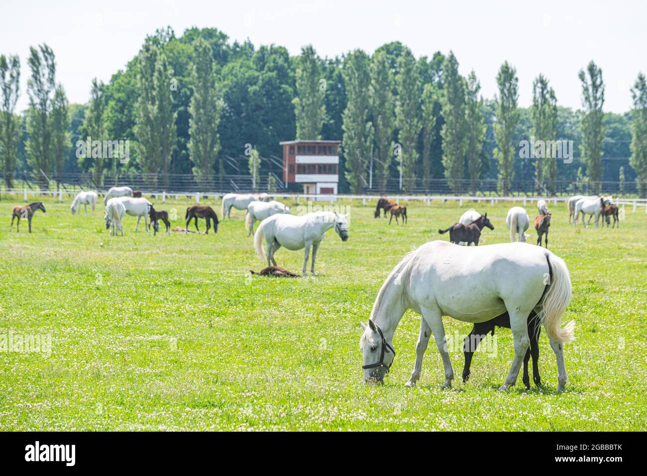 Paesaggio per la riproduzione e l'addestramento di cavalli di carrozza Ceremonial a KladRuby nad Labem, UNESCO, Regione di Pardubice, Repubblica Ceca Foto Stock