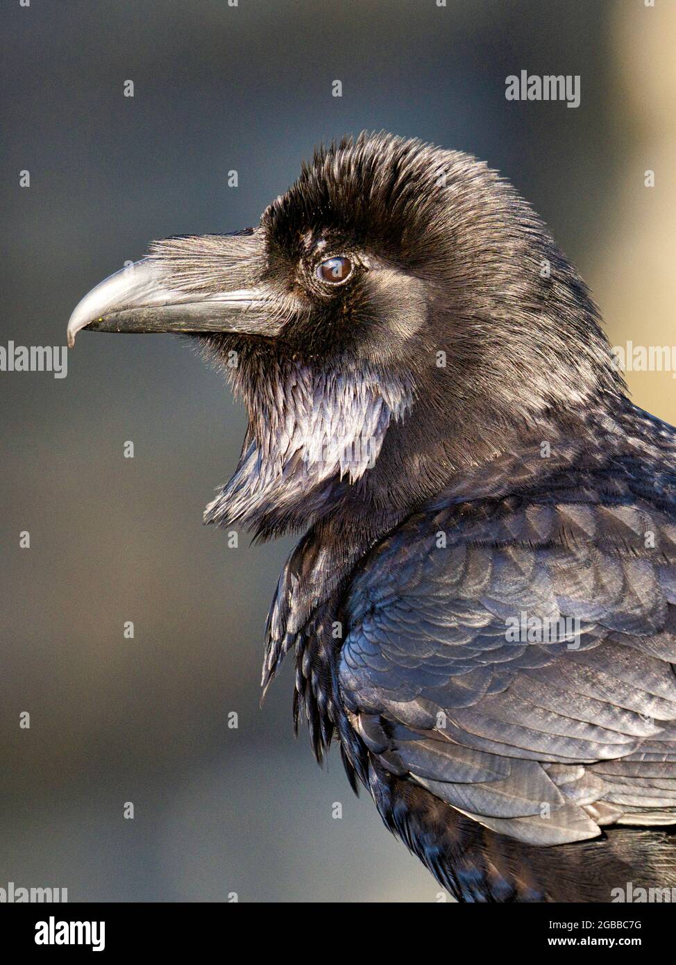 Raven, Loop Head, County Clare, Munster, Repubblica d'Irlanda, Europa Foto Stock