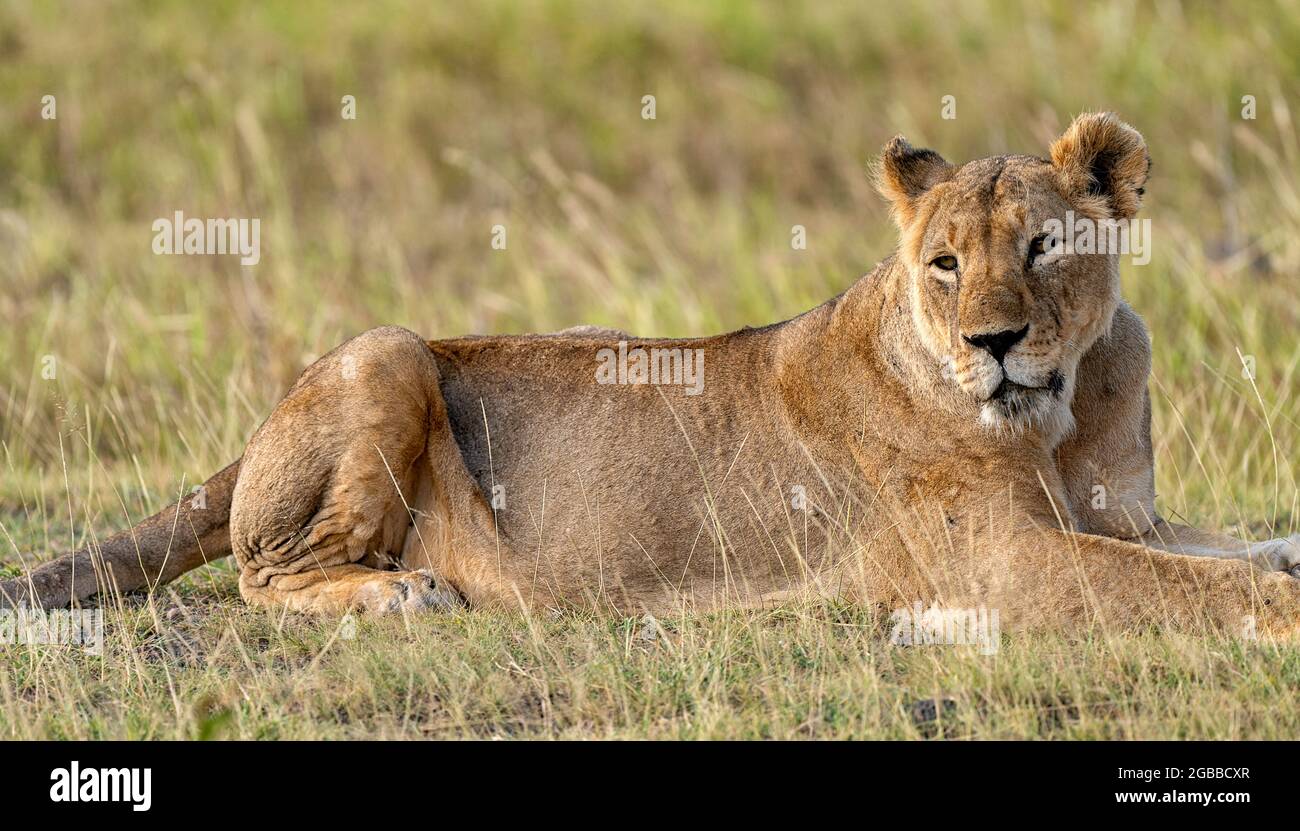 Un Leone (Panthera leo), Parco Nazionale Amboseli, Kenya, Africa Orientale, Africa Foto Stock