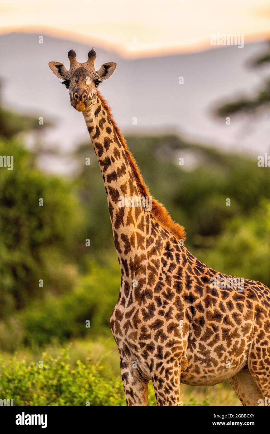 A Giraffe (Giraffa), nella Riserva Nazionale Maasai Mara, Kenya, Africa Orientale, Africa Foto Stock