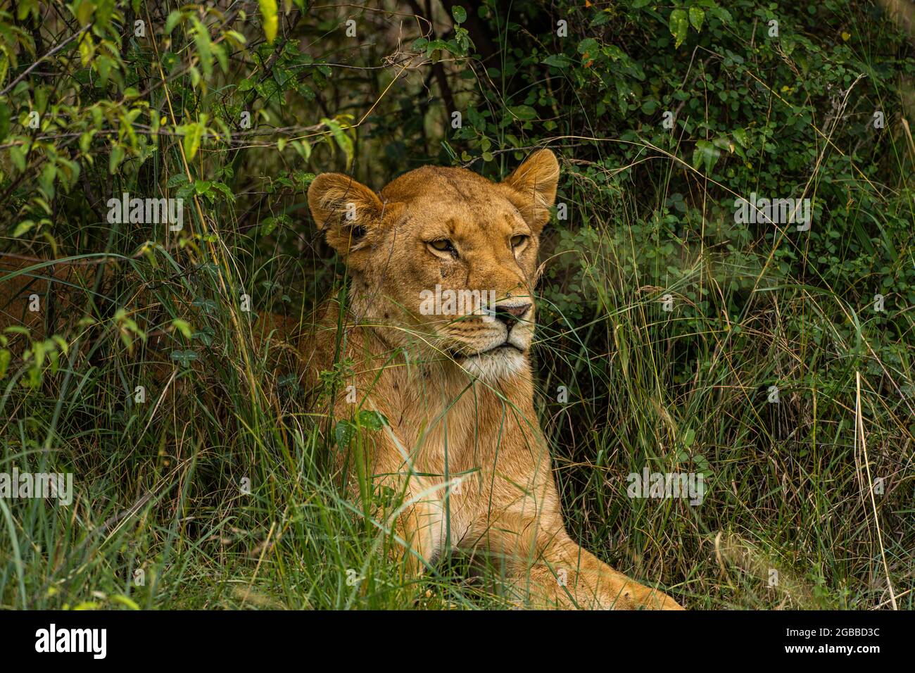 Un Leone (Panthera leo), nel pennello nella Riserva Nazionale Maasai Mara, Kenya, Africa Orientale, Africa Foto Stock