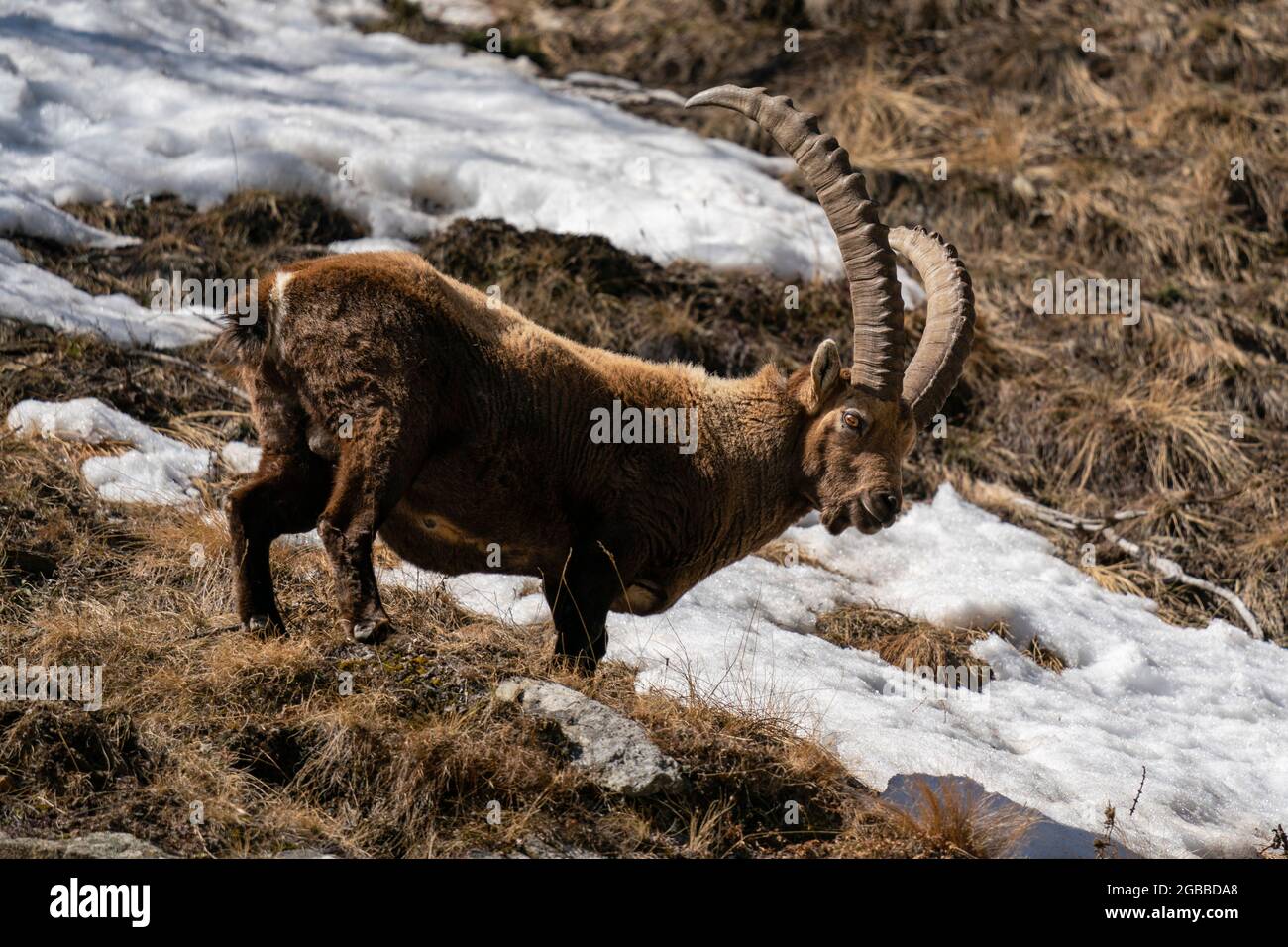 Stambecco alpino (Capra ibex), Parco Nazionale del Gran Paradiso, Valle d'Aosta, Italia, Europa Foto Stock