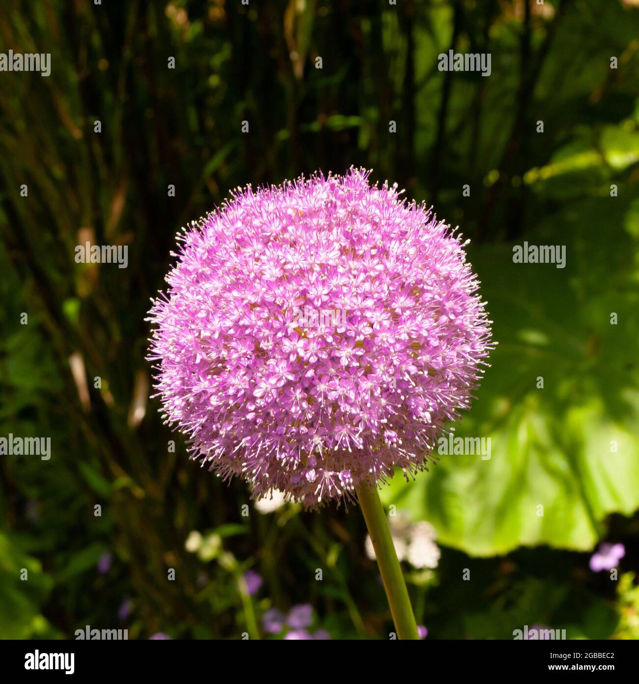 Testa fiore rosa a forma di pallina di allio grande singola su cipolla fiorente a gambo verde con fuoco selettivo Foto Stock