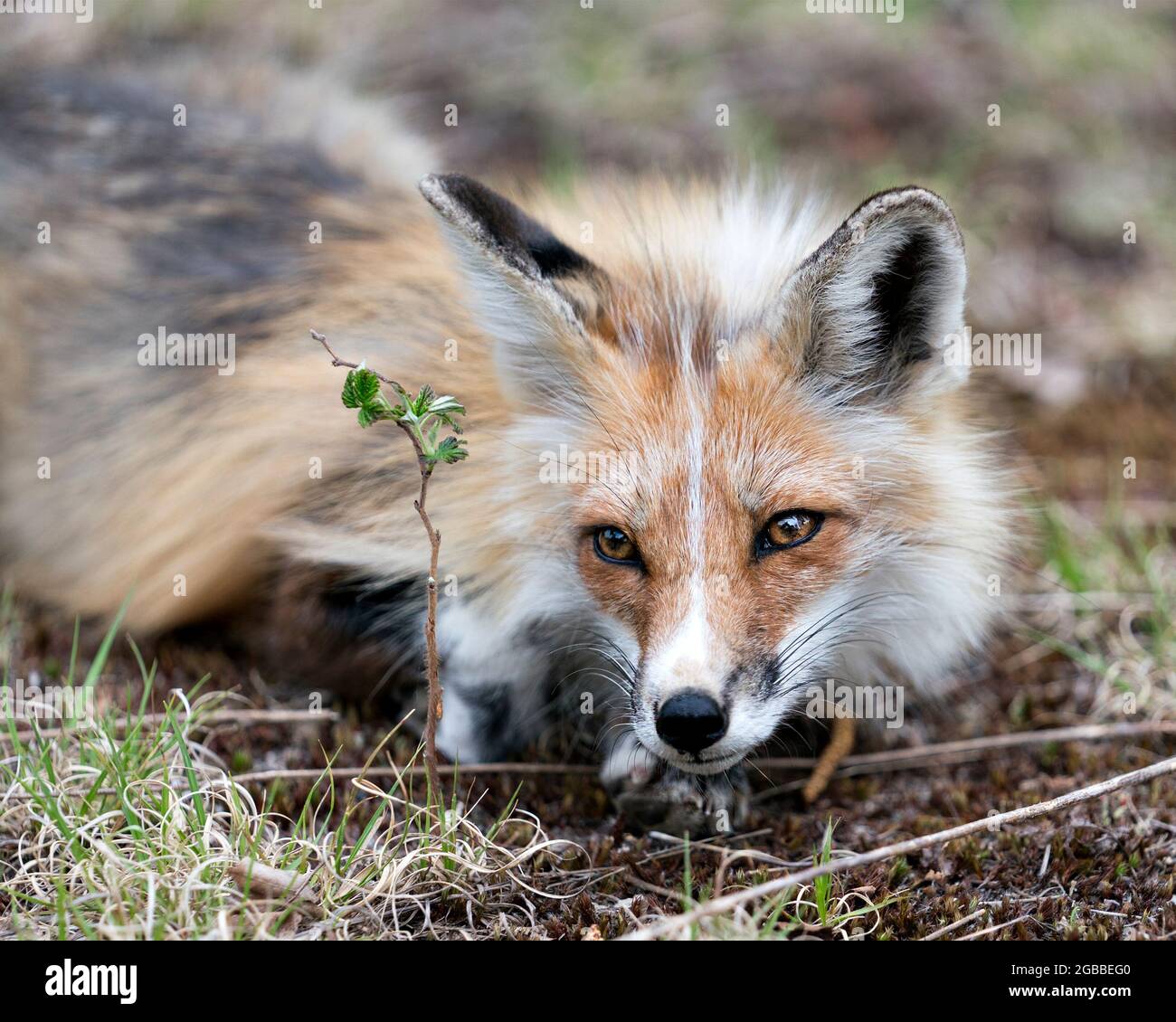 Red Fox head primo piano guardando la fotocamera con uno sfondo sfocato nel suo habitat e ambiente. Immagine. Verticale. Immagine FOX. Colpo di testa. Foto Stock