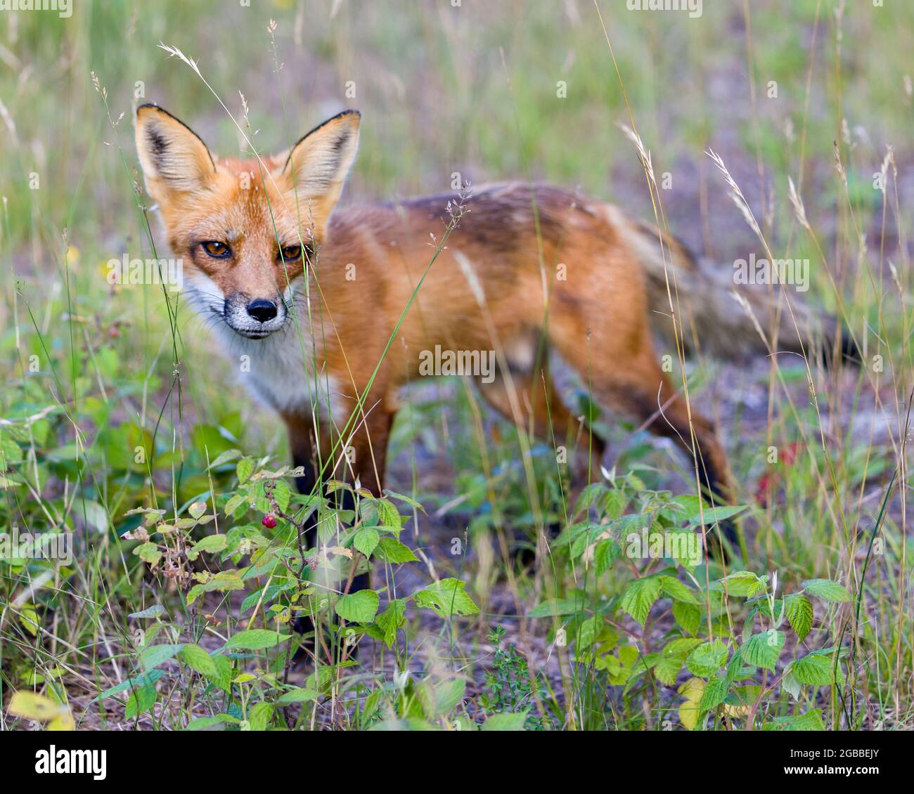 Volpe rossa che invecchia nel campo con lamponi fogliame e sfocatura sfondo nel suo ambiente e habitat circostante. Immagine. Verticale. Immagine FOX. Foto Stock