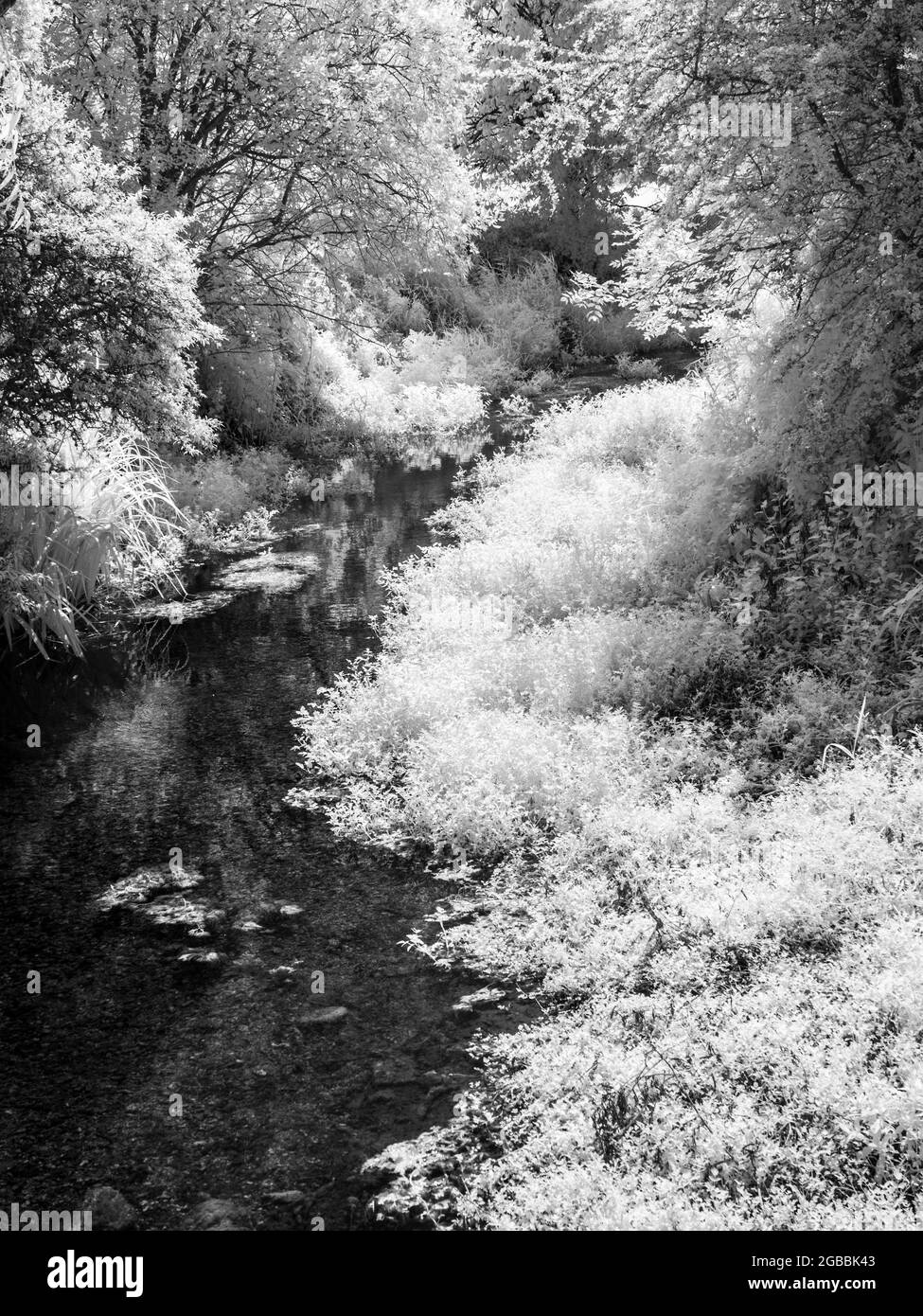 Il fiume Kennett vicino a Marlborough nel Wiltshire, sparato a infrarossi. Foto Stock
