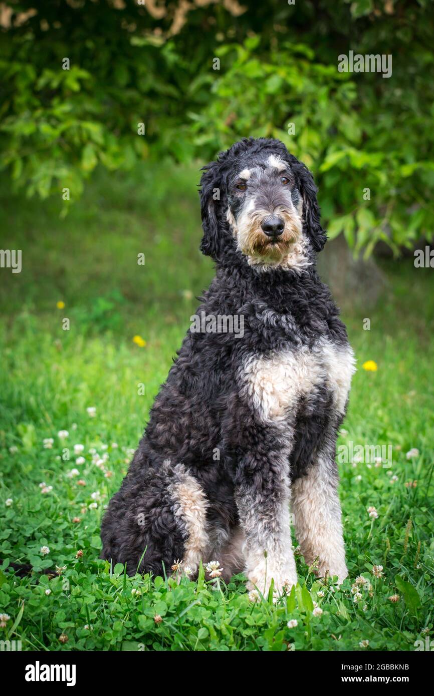 Royal Poodle nero e marrone chiaro Foto Stock