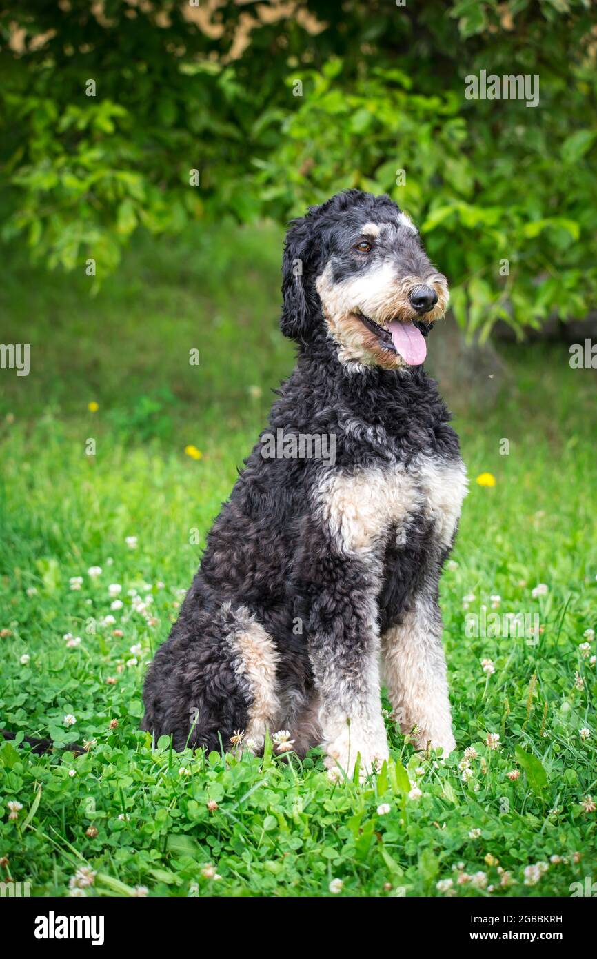 Royal Poodle nero e marrone chiaro Foto Stock