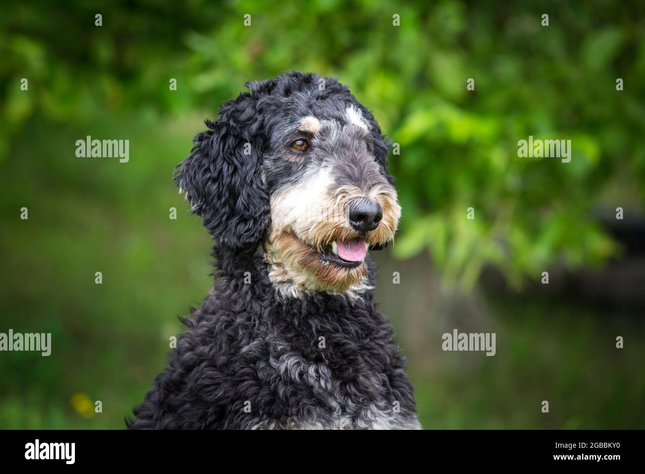 Royal Poodle nero e marrone chiaro Foto Stock