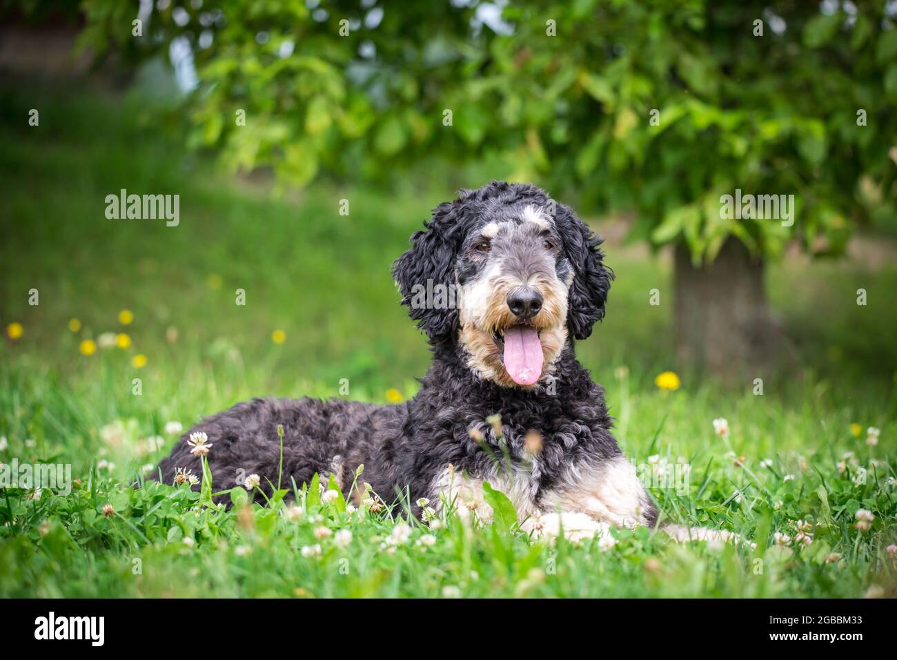 Royal Poodle nero e marrone chiaro Foto Stock