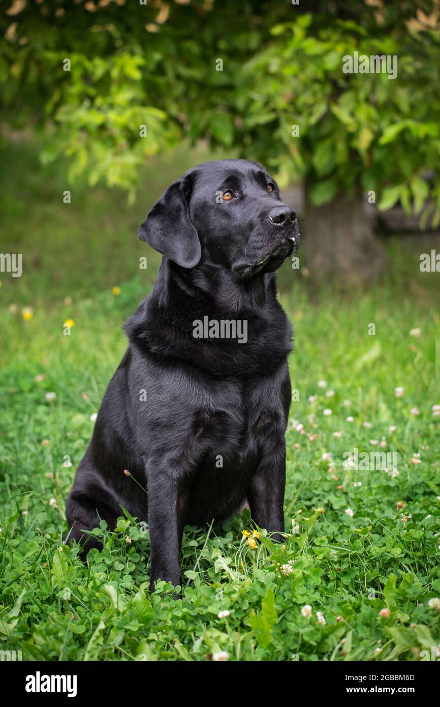 Nero Labrador Retriever Foto Stock