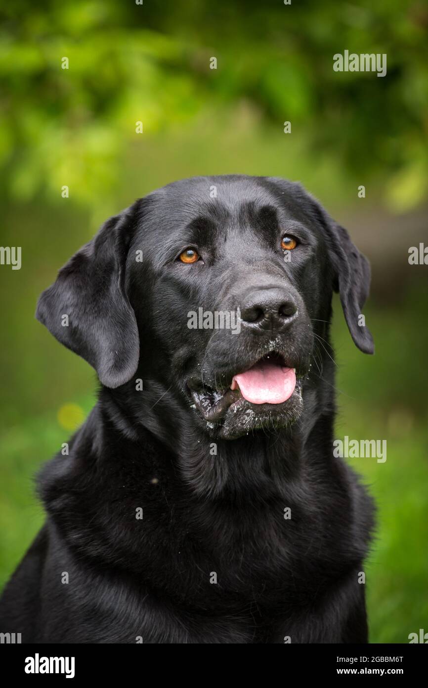 Nero Labrador Retriever Foto Stock