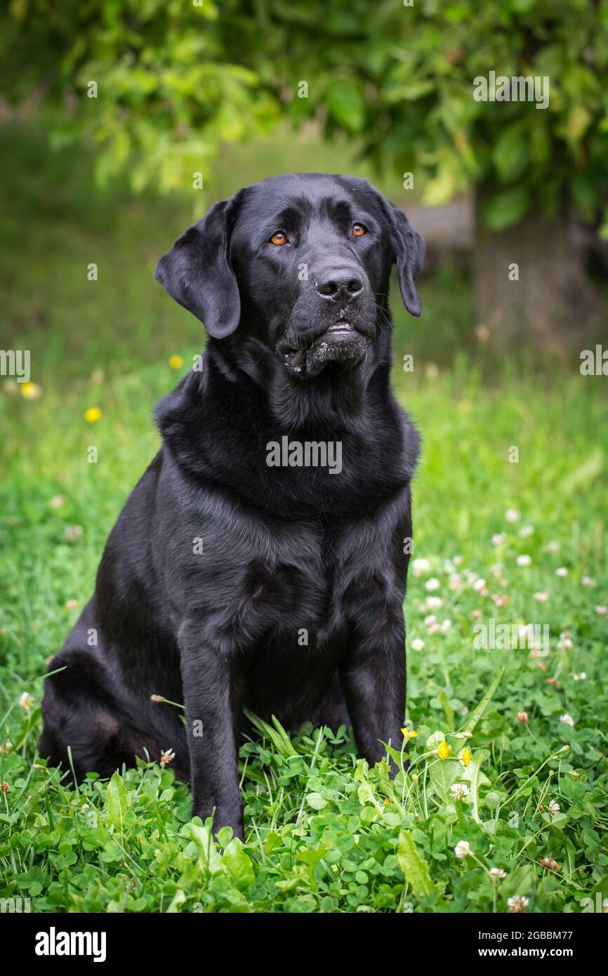 Nero Labrador Retriever Foto Stock