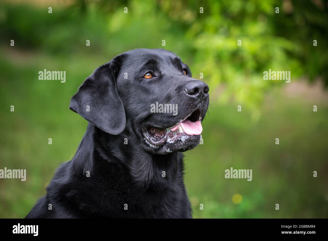 Nero Labrador Retriever Foto Stock