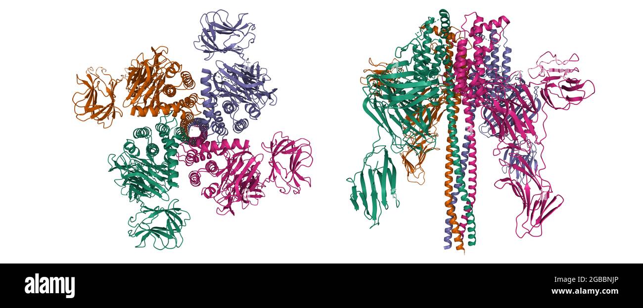 Struttura della tossina proteica insetticida vegetativa Vip3Aa da Bacillus thuringiensis, modello di cartone animato 3D in due proiezioni purpendolari, PDB 6tfk Foto Stock