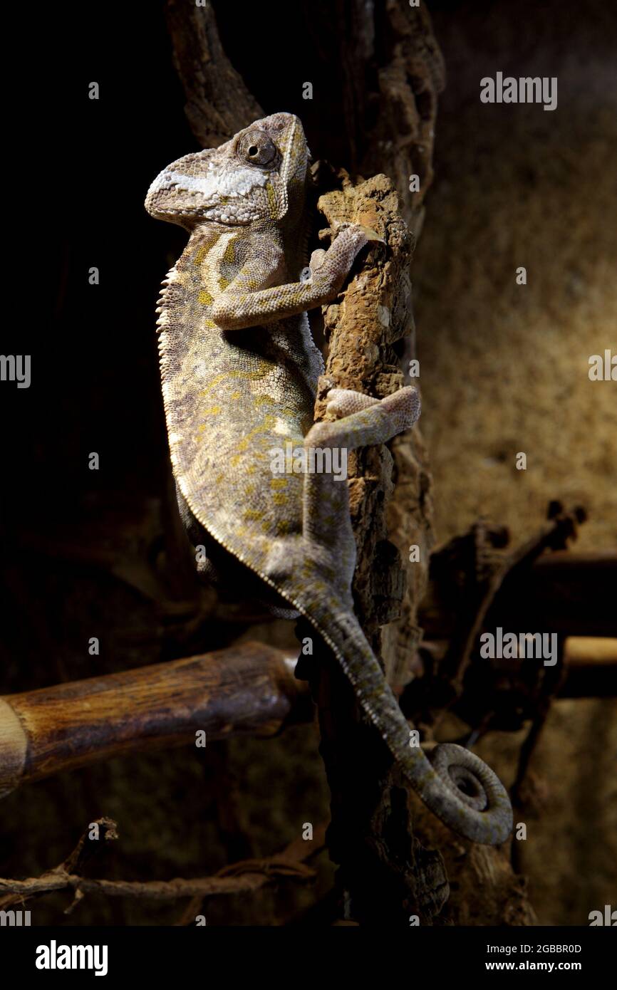 chameleon nel terrario, Chamaeleo Calyptratus, seduto su un ramo di un albero in un terrario Foto Stock