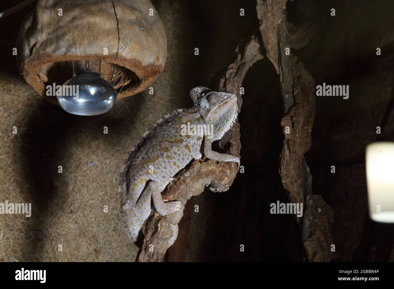 chameleon nel terrario, Chamaeleo Calyptratus, seduto su un ramo di un albero in un terrario Foto Stock