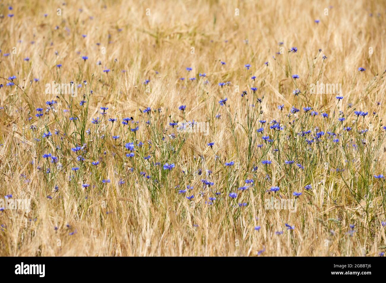 Fiori di mais (Centaurea cyanus) in un campo d'orzo, estate; Danimarca Foto Stock