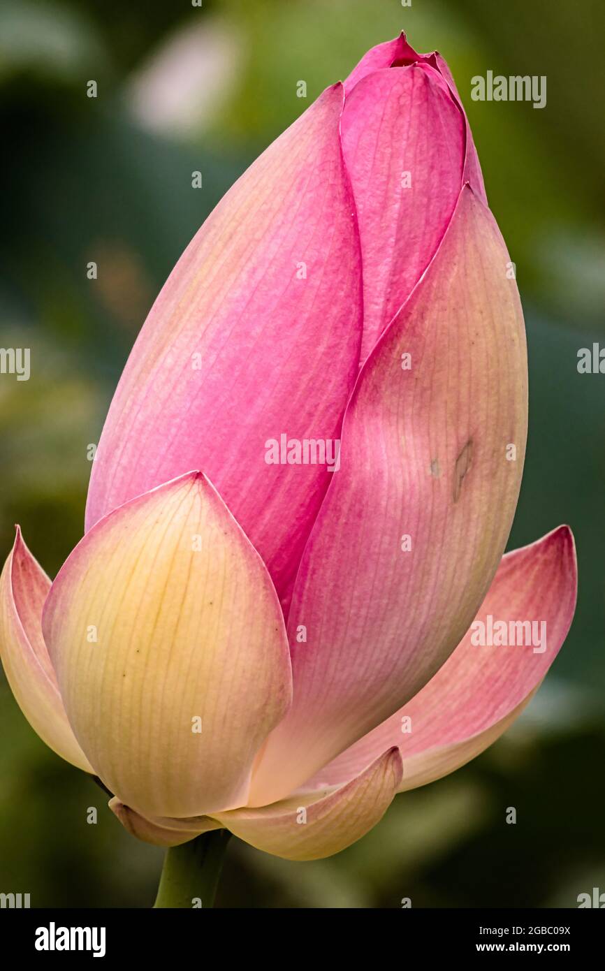 Fiore di loto germoglio. Foto Stock