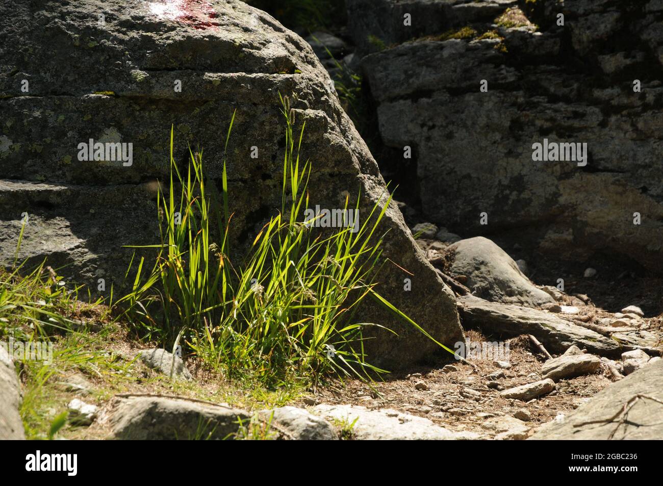 Vegetation salendo lungo il sentiero che va da Ceresole reale al lago di Dres nel Parco Nazionale del Gran Paradiso in Italia Foto Stock