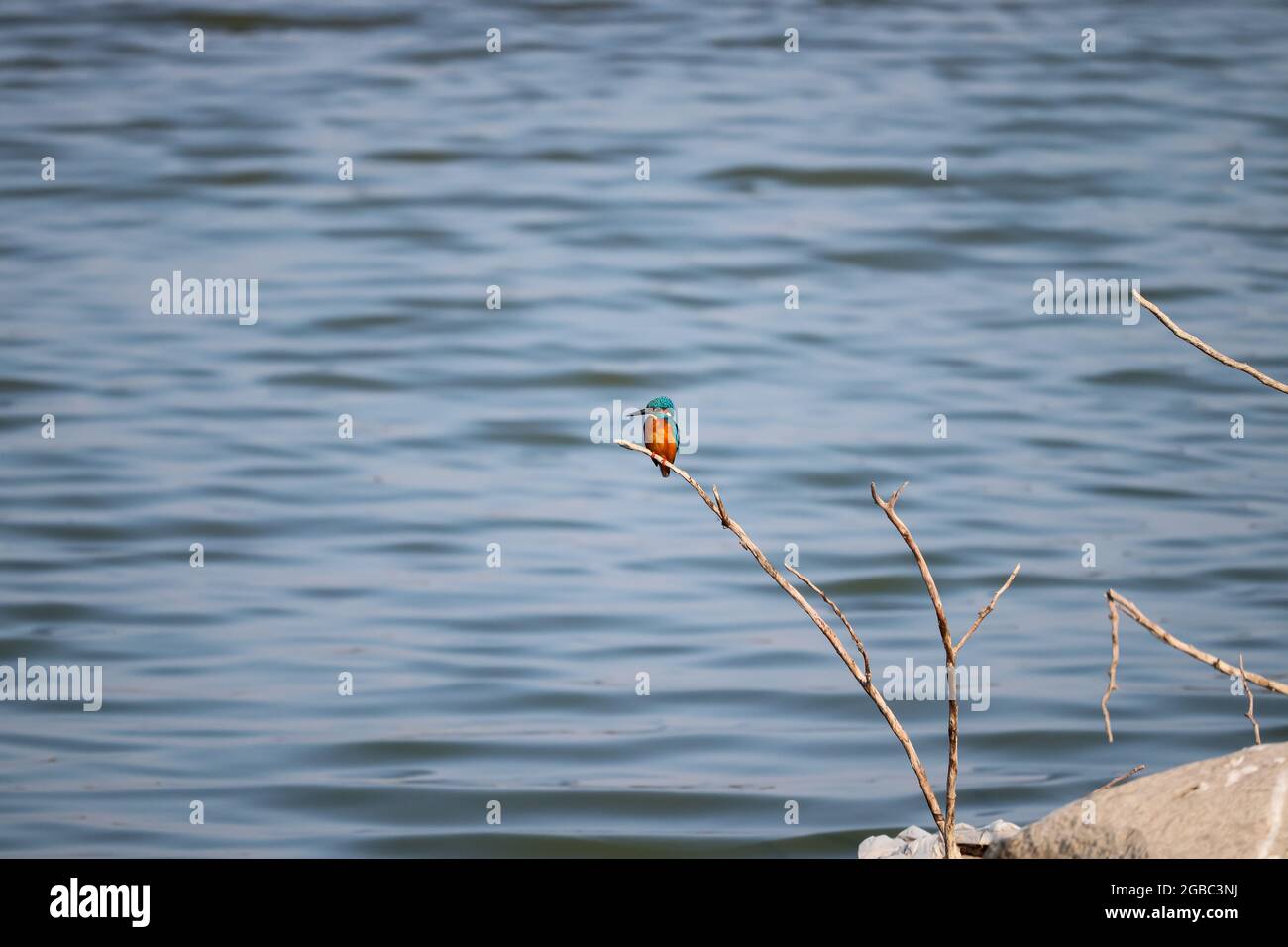 King Fisher Bird seduto sul ramo dell'albero al punto di vista del lago Foto Stock