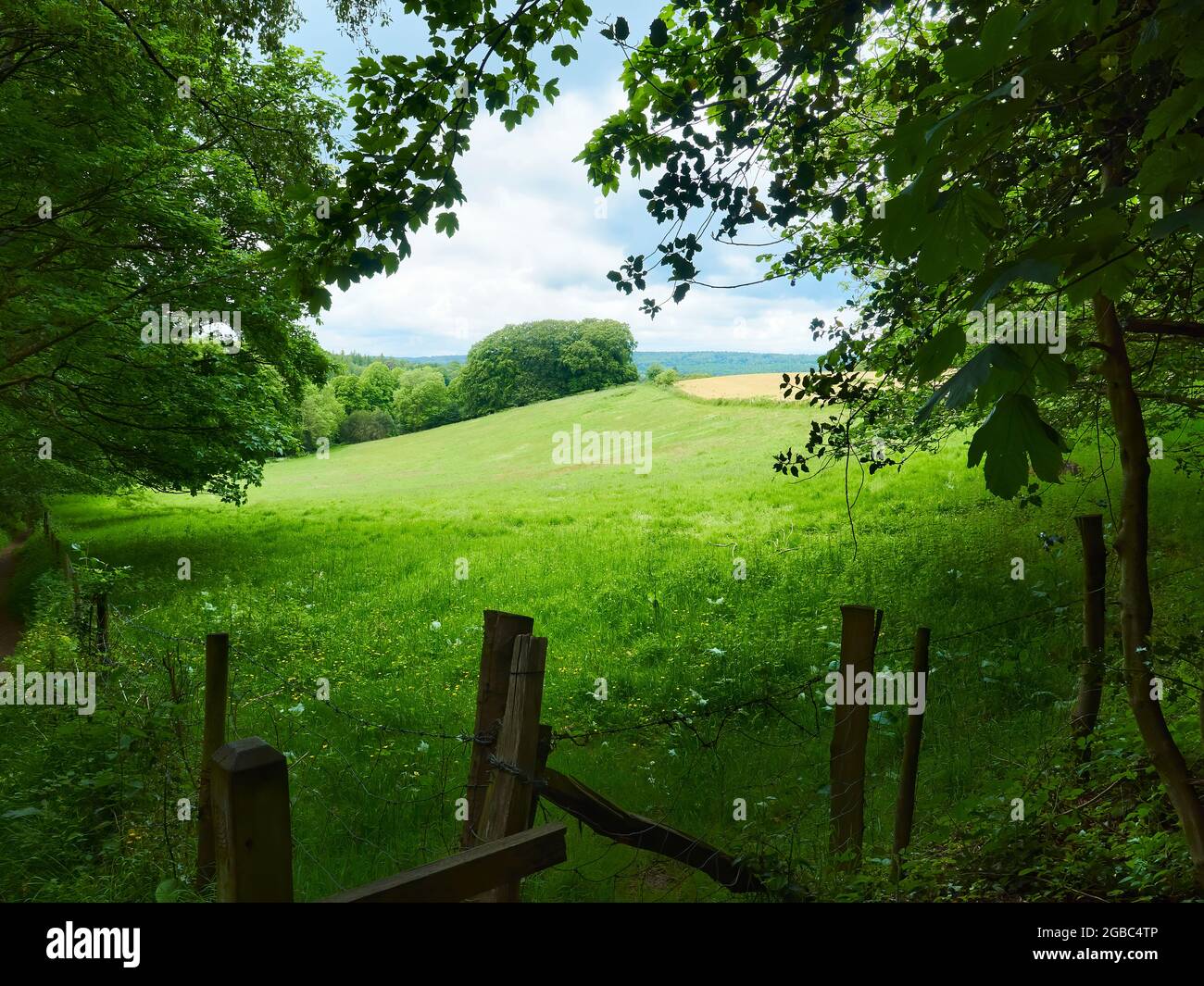 Si affaccia dall'ombra del bosco tra gli alberi a campi verdeggianti, un cielo nuvoloso e le lontane colline Surrey. Foto Stock