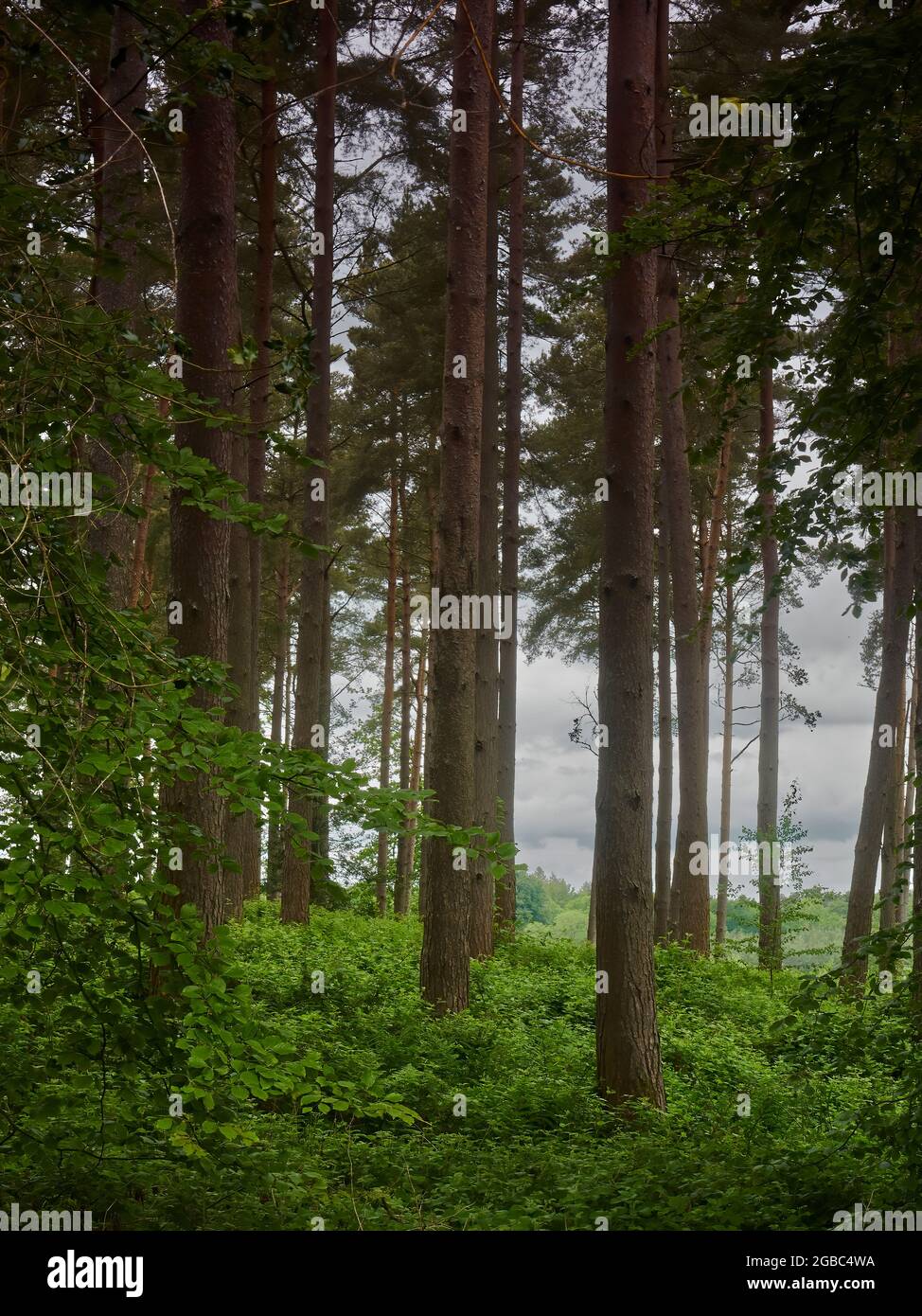 Si affaccia dall'ombra del bosco tra alberi e bracken, ad un cielo nuvoloso e alle lontane colline Surrey. Foto Stock