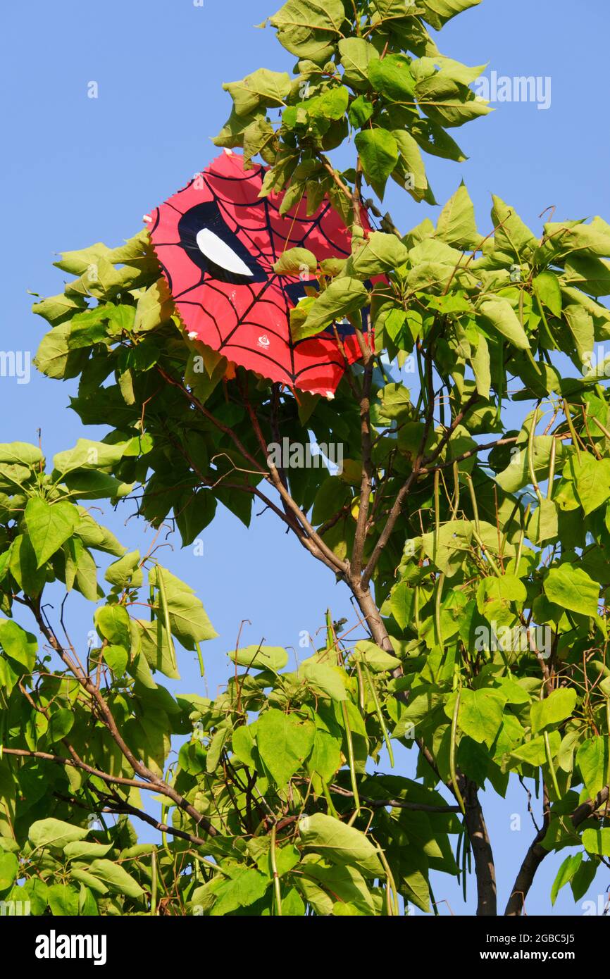 Aquilone rosso con la figura di Spiderman bloccato nell'albero in una giornata di sole Foto Stock