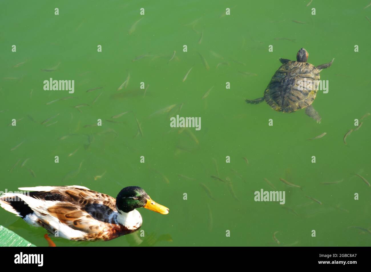 Anatra e tartaruga nuotare con piccoli pesci a lago verde acqua Foto Stock