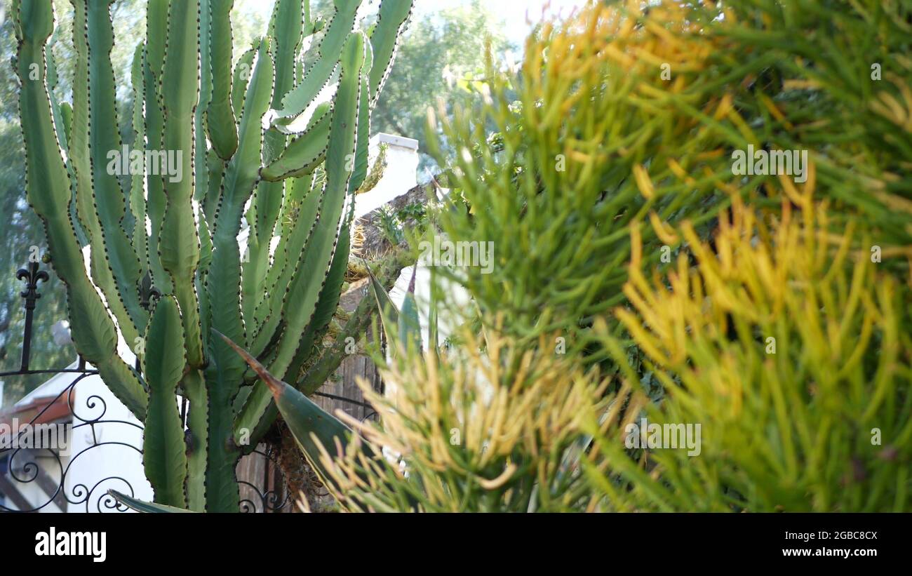 Pianta succulenta di Cactus, California USA. Flora desertica, clima arido  fiore naturale, botanica primo piano sfondo. Pianta domestica insolita  ornamentale verde Foto stock - Alamy