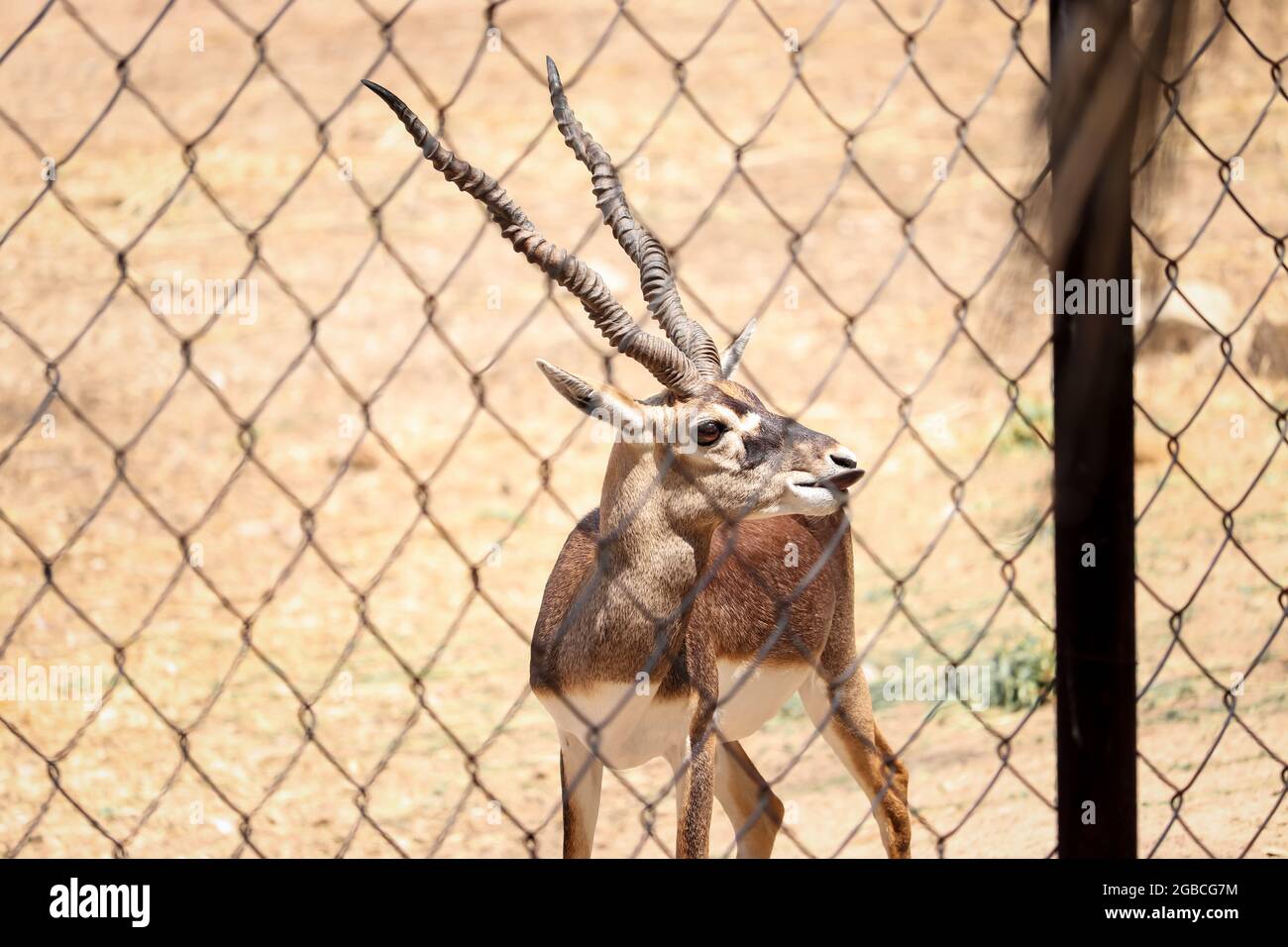 Cervo a piedi sul terreno allo Zoo Foto Stock