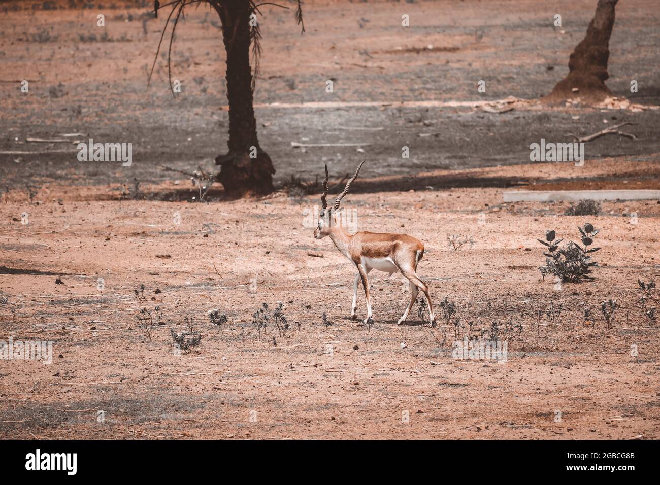 Cervo a piedi sul terreno allo Zoo Foto Stock
