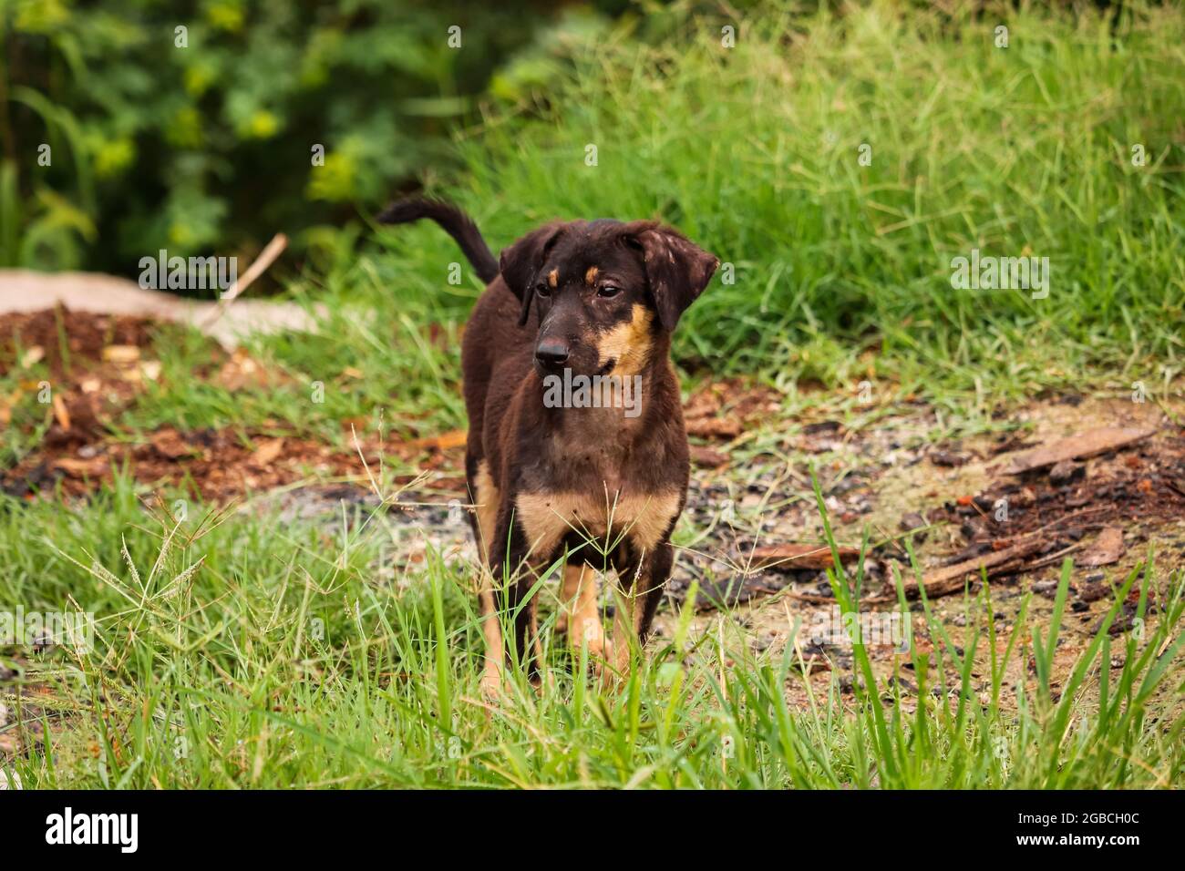 Cane seduto a terra in erba Foto Stock