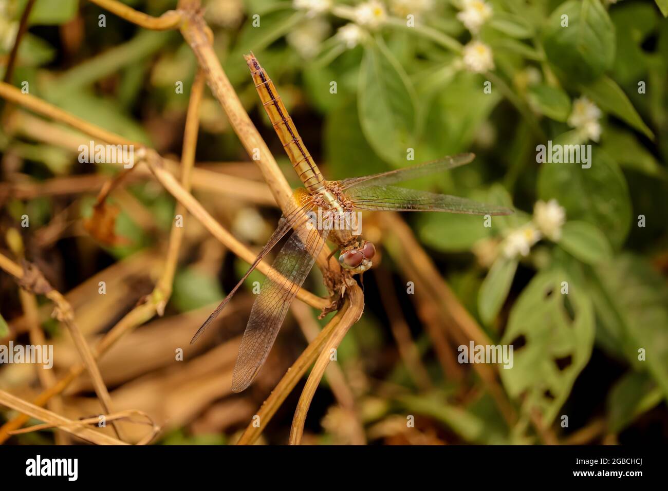 Dragonfly seduto sul fiore, Dragonfly rosso Foto Stock