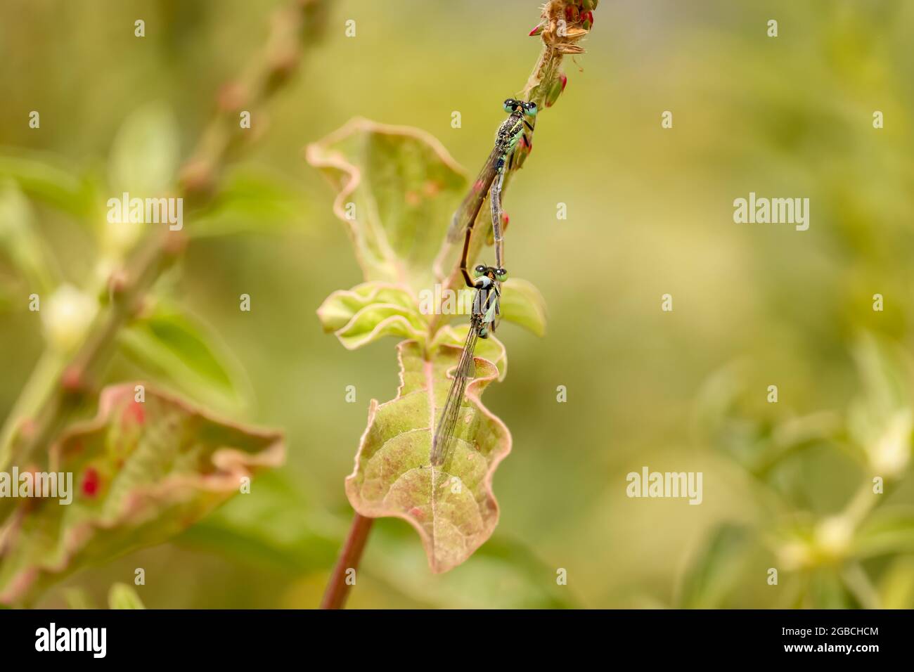 Dragonfly seduto sul fiore, Dragonfly rosso Foto Stock