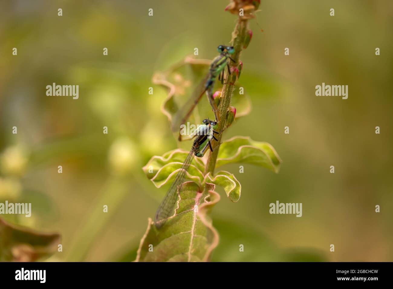 Dragonfly seduto sul fiore, Dragonfly rosso Foto Stock