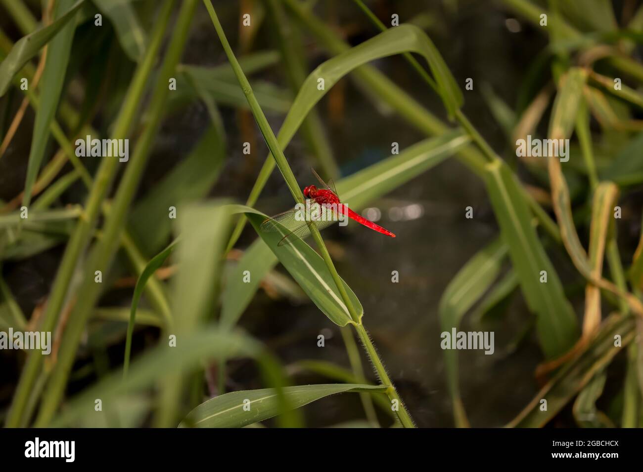 Dragonfly seduto sul fiore, Dragonfly rosso Foto Stock