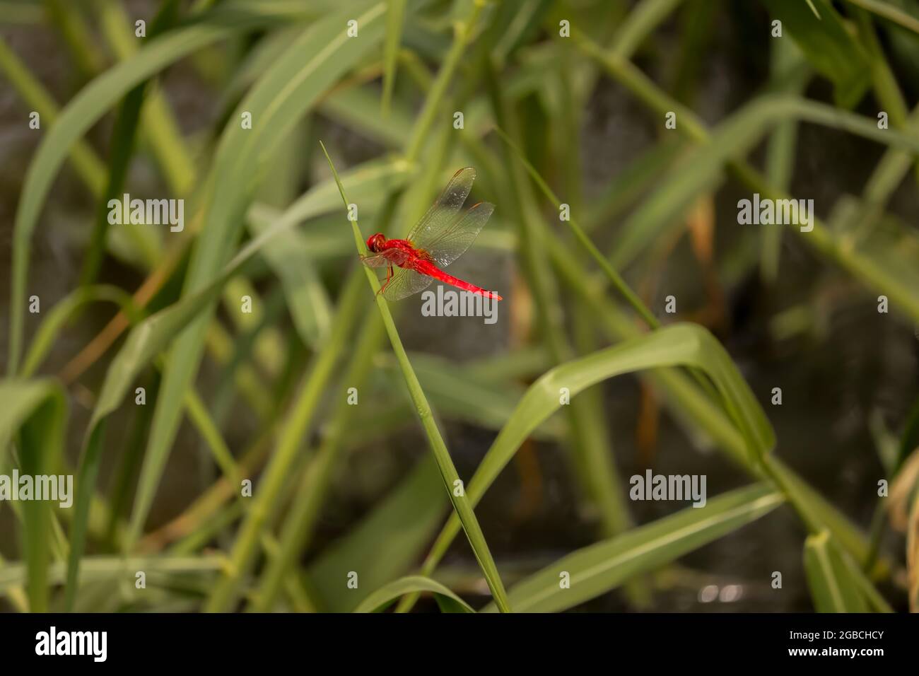 Dragonfly seduto sul fiore, Dragonfly rosso Foto Stock