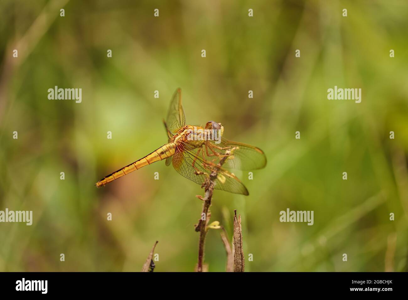 Dragonfly seduto sul fiore, Dragonfly rosso Foto Stock